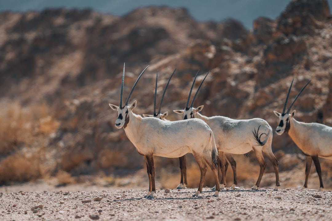 Arabian Oryx walk the sands of NEOM for the first time in 100 years as part of NEOM’s nature reserve wildlife release initiative, Nature Reserve – NEOM, Saudi Arabia | The NEOM Nature Reserve region is being designed to deliver protection and restoration of biodiversity across 95% of NEOM.